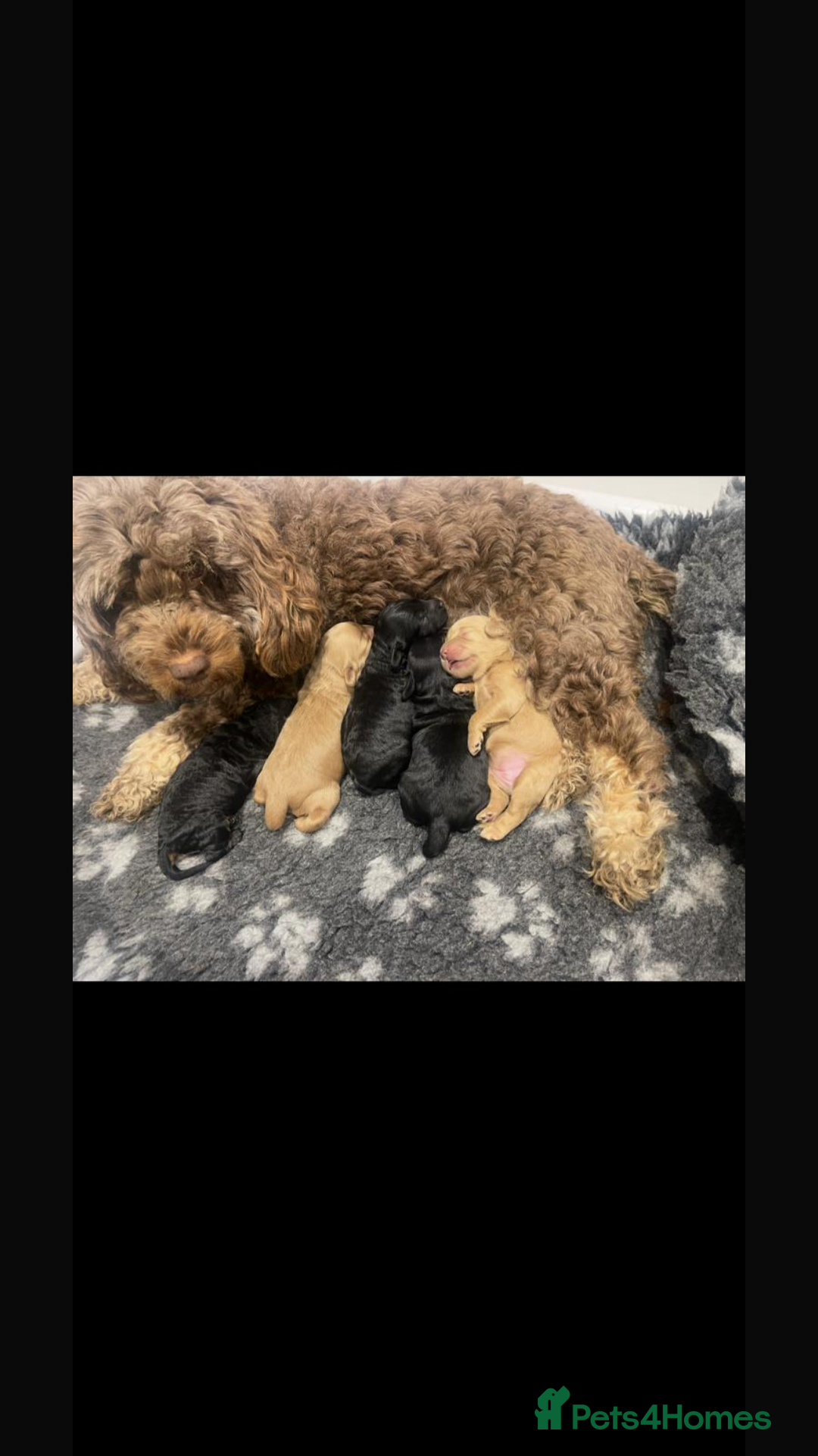 Cockapoo dogs for sale: Toy cockapoo’s  - Advert 2