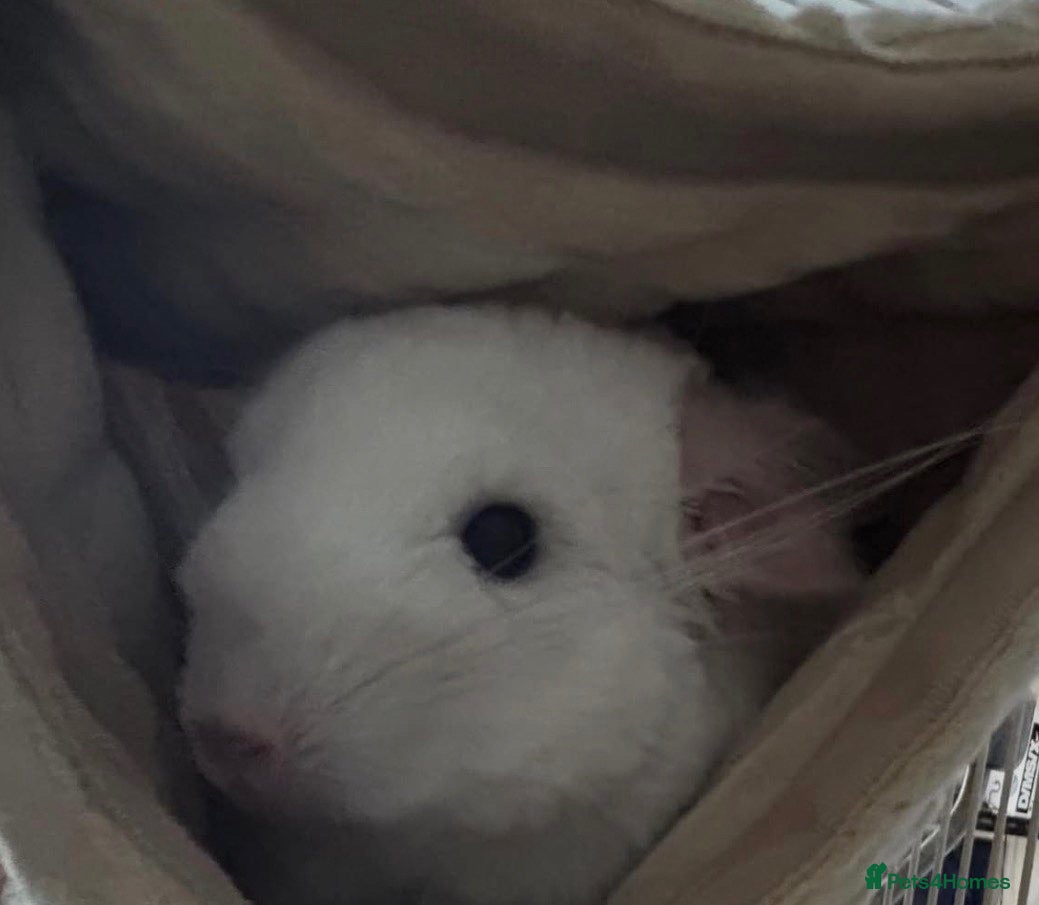 Chinchilla rodents 2 bonded male chinchillas  - Advert 2