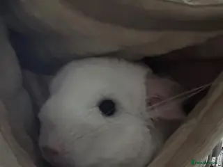 Chinchilla rodents 2 bonded male chinchillas - Advert 2