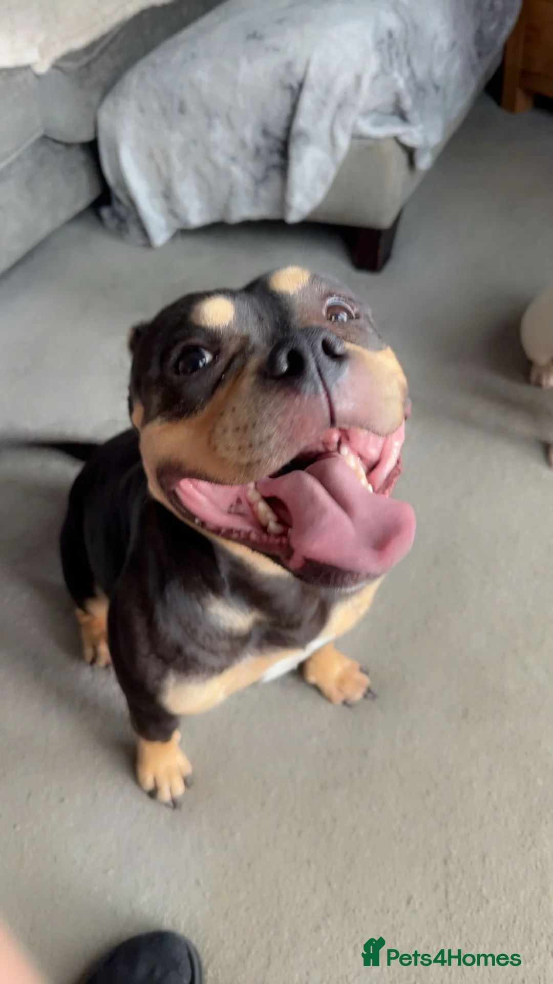 American Bully dogs for sale: Pocket Bully 3years old - Advert 2
