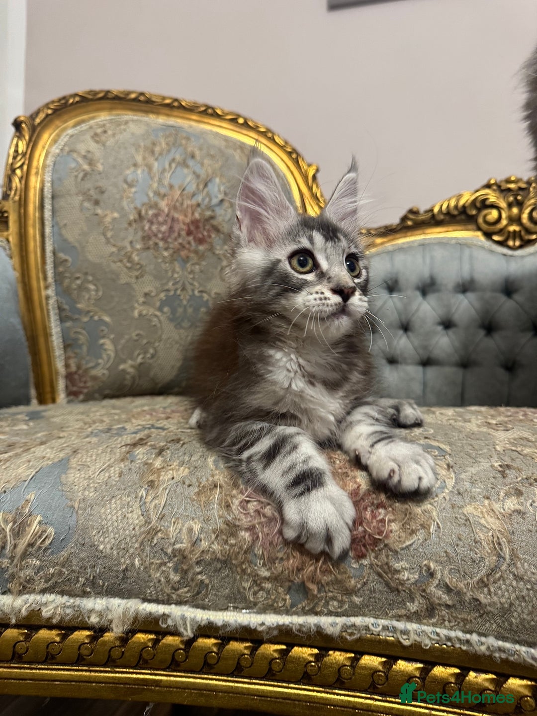 Maine Coon cats for sale: Maine Coon Kittens 🏆 20+ gen 🧬 Full Pedigree - Advert 27