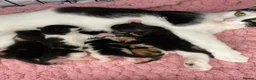 Mixed Breed cats for sale: Kittens for new homes in Portsmouth - Advert 2