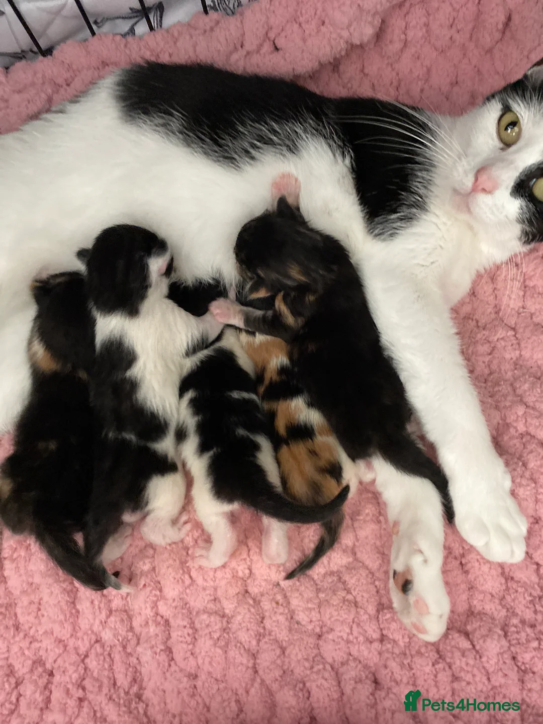 Mixed Breed cats for sale: Kittens for new homes in Portsmouth - Advert 2