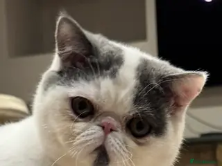 Exotic cats Beautiful chunky big eyed Exotic kittens - Advert 5