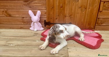 Cocker Spaniel dogs - Advert 9