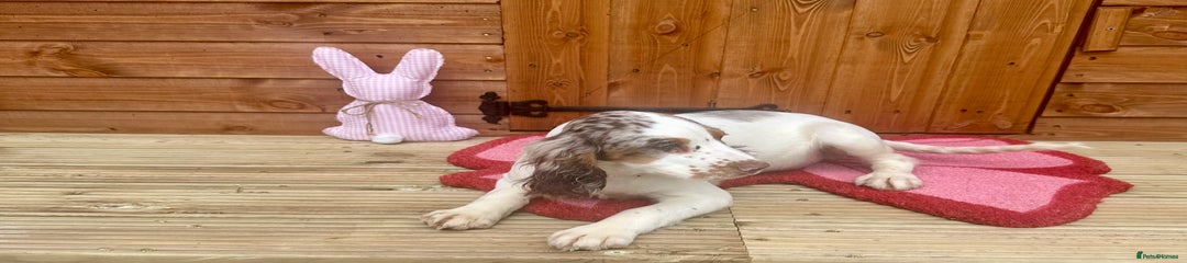 Cocker Spaniel Puppy 1