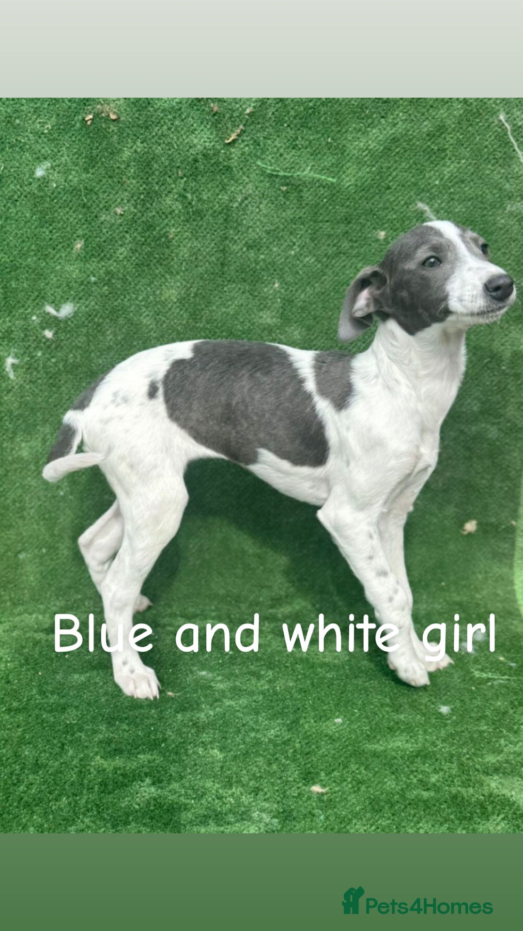 Whippet dogs for sale: Top quality whippet puppies - Image 12