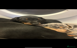 Miniature Dachshund dogs for sale: Stunning Miniature Dachshunds - Image 15