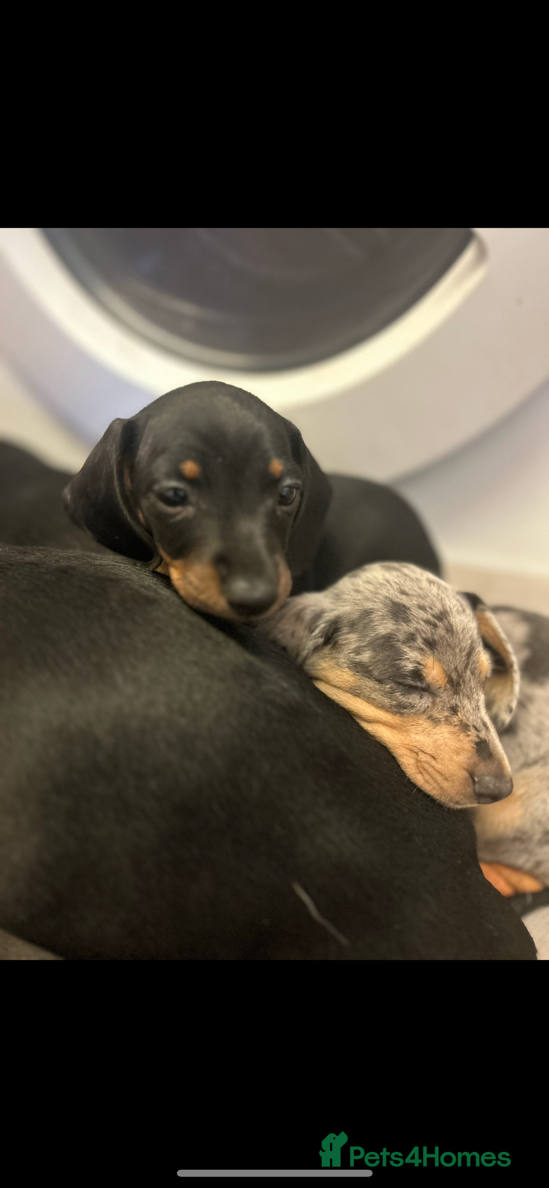 Miniature Dachshund dogs for sale: Stunning Miniature Dachshunds - Image 15