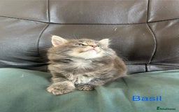 Maine Coon cats for sale: Maine Coon cross in Stoke-on-Trent - Image 9
