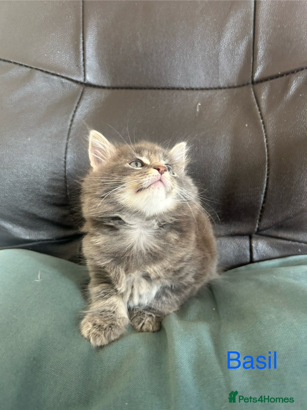 Maine Coon cats for sale: Maine Coon cross in Stoke-on-Trent - Image 9