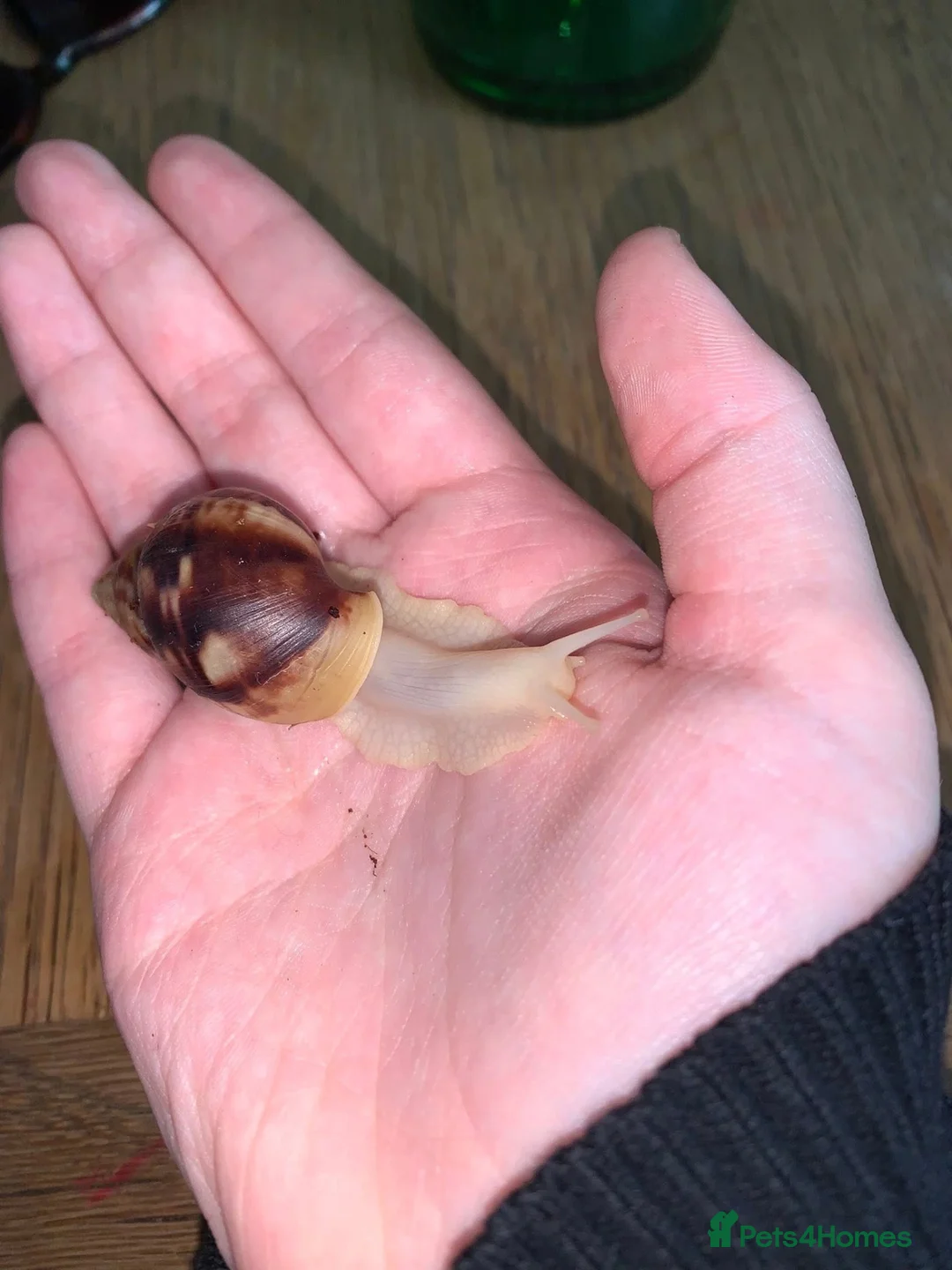 Snails invertebrates for sale: 3 Babies achatina jadatzi/white jade giant snails - Advert 2