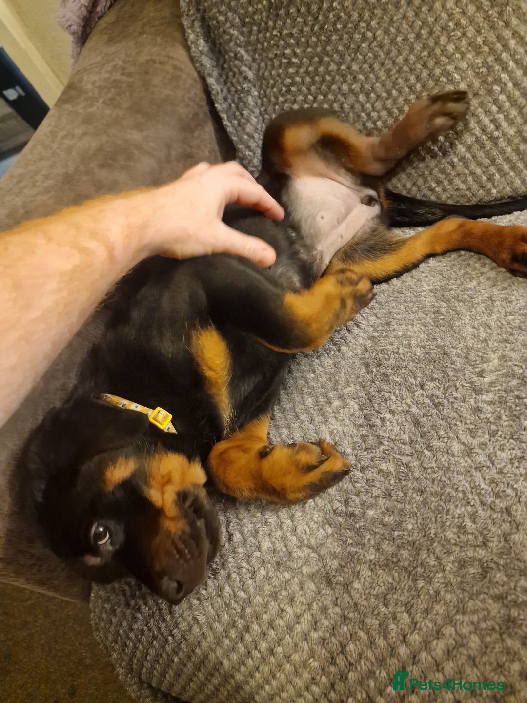 Rottweiler dogs for sale: 10 week old rottweiler female - Advert 5