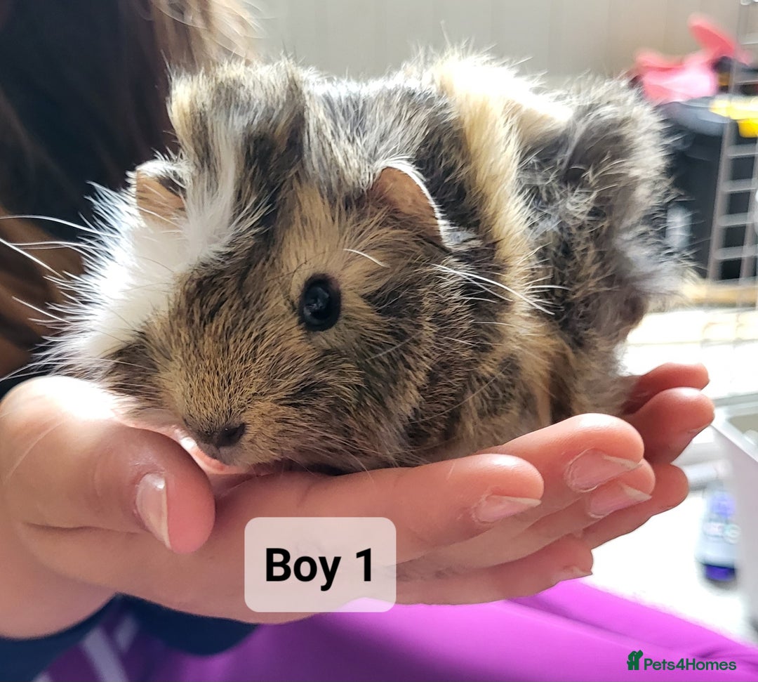 Guinea Pig rodents for sale: Male guinea pigs - Image 2