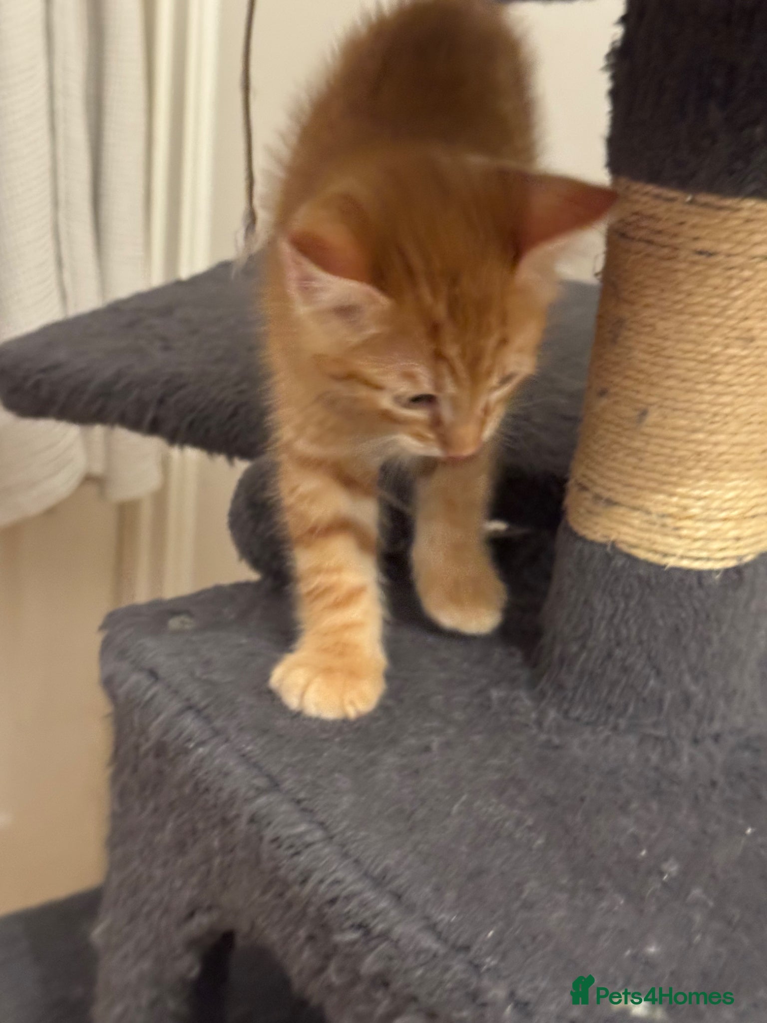 American Shorthair cats for sale: Ready To Leave Today please read full advert pleas - Advert 21