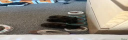 Mixed Breed cats for sale: Kittens  in Chichester - Advert 3