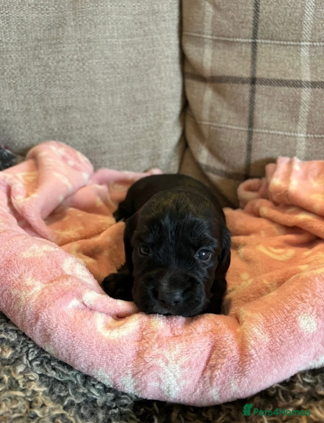 Cocker Spaniel dogs for sale: Working Cocker Spaniel Pups - Advert 4