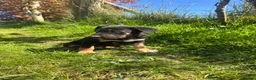 Mixed Breed dogs for sale: Collie x puppies looking for loving homes in Barnstaple - Advert 2