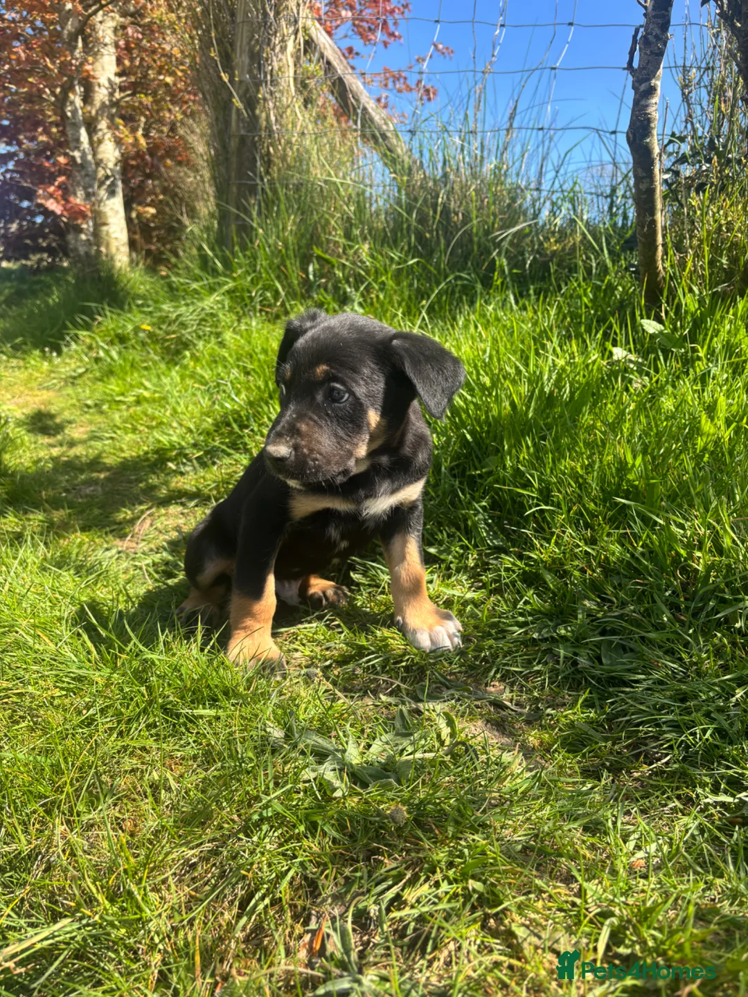 Mixed Breed dogs for sale: Collie x puppies looking for loving homes in Barnstaple - Advert 2
