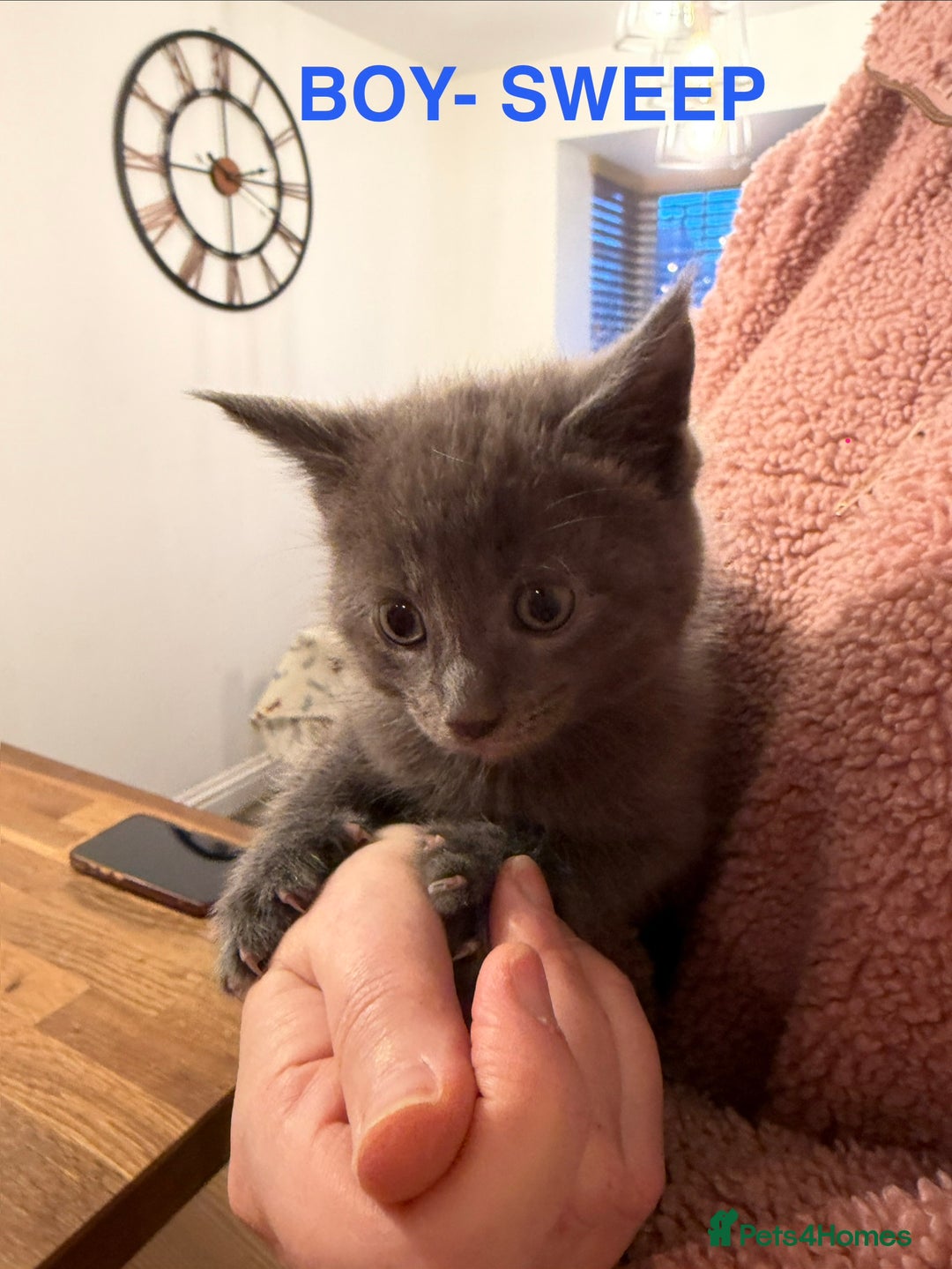 Maine Coon cats for sale: MAINE COON X’S, READY 29TH DECEMBER  - Advert 4