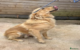 Golden Retriever dogs for sale: Two stunning boys, excellent heslth test results!  - Image 4