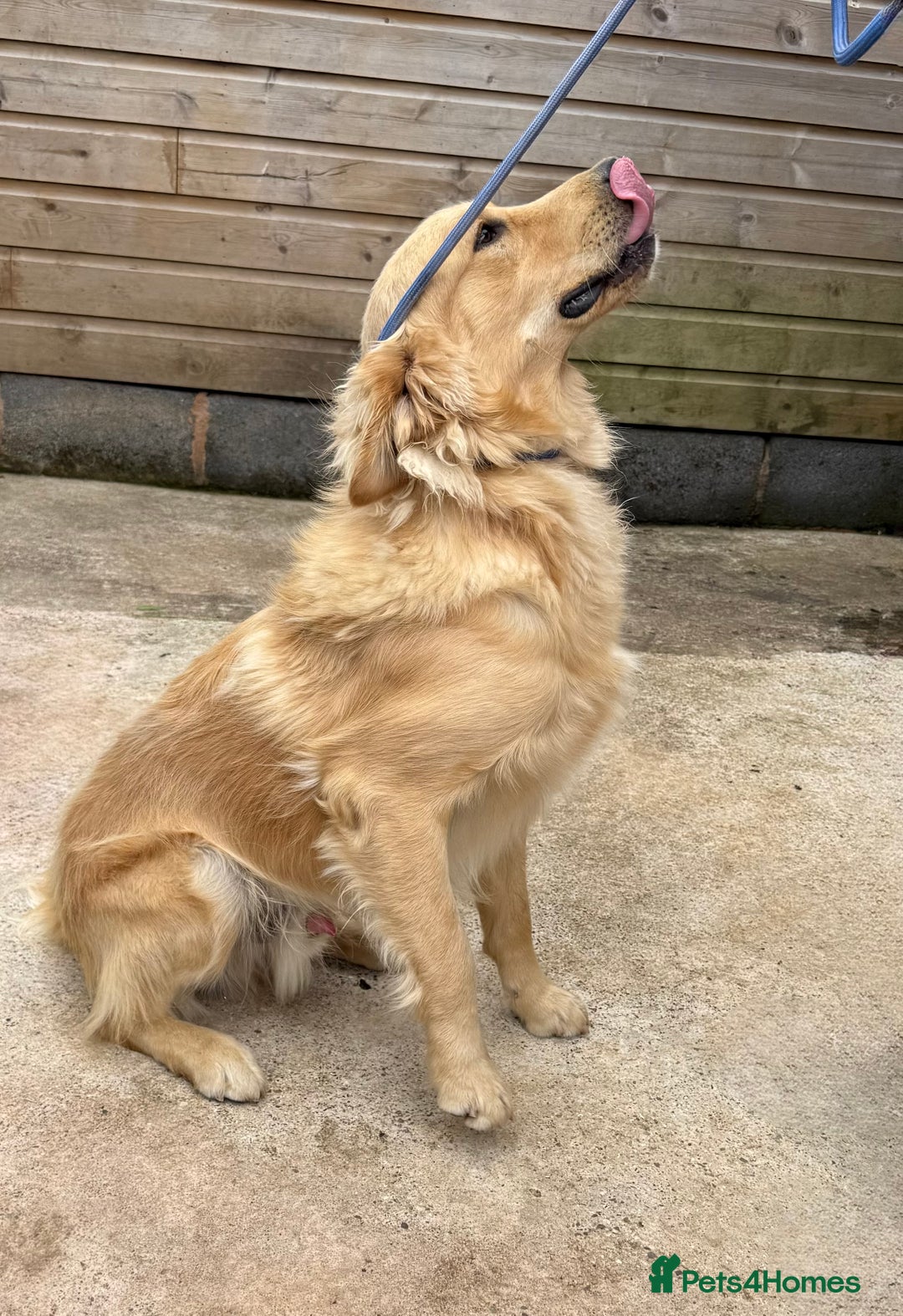 Golden Retriever dogs for sale: Two stunning boys, excellent heslth test results!  - Image 4