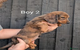 Miniature Dachshund dogs for sale: Mini dachshund puppies - Image 4