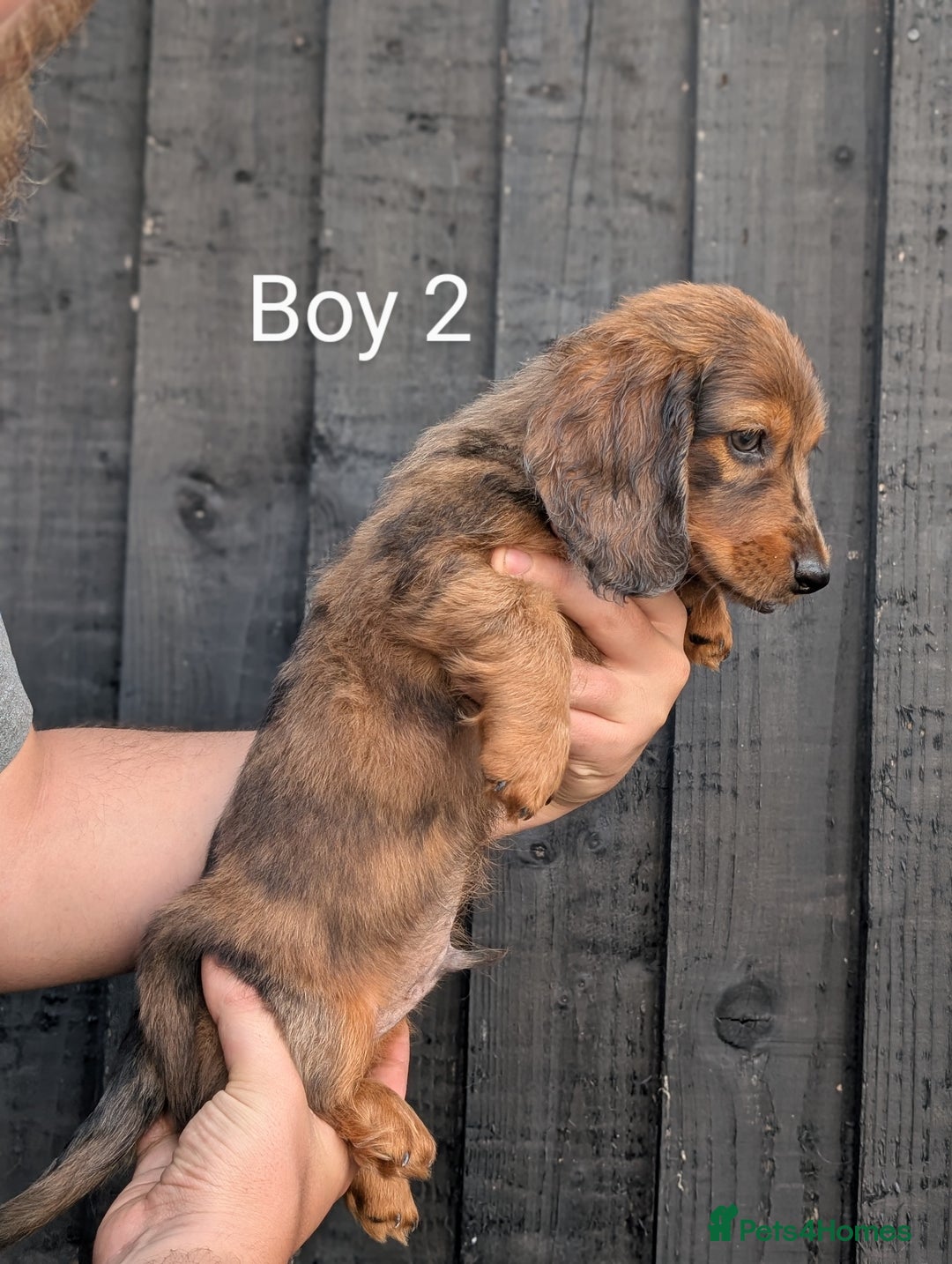 Miniature Dachshund dogs for sale: Mini dachshund puppies - Image 4