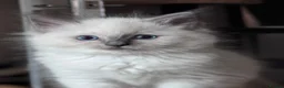 Ragdoll cats for sale: Ragkins Registered pedigree Ragdoll kittens  in Derby - Advert 18