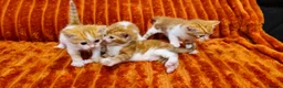British Shorthair cats for sale: Ginger kittens for sale in Tamworth - Advert 25