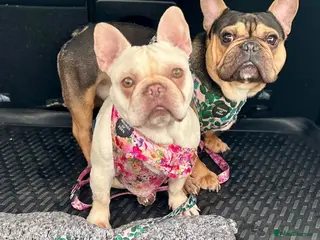 French Bulldog dogs Max and Mable - Advert 11