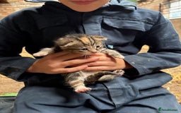 British Shorthair cats for sale: Beautiful litter of adorable kittens - Image 4