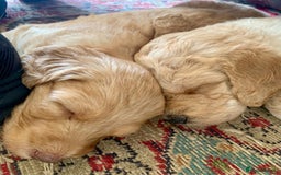 Labradoodle dogs for sale: Lily's Mini's - Multigen Mini Labradoodle Puppies - Image 26