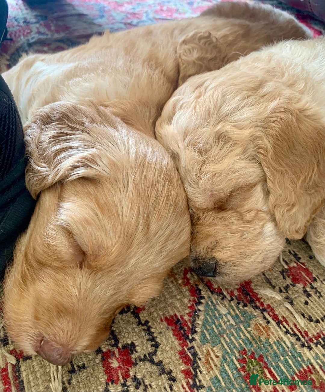 Labradoodle dogs for sale: Lily's Mini's - Multigen Mini Labradoodle Puppies - Image 26