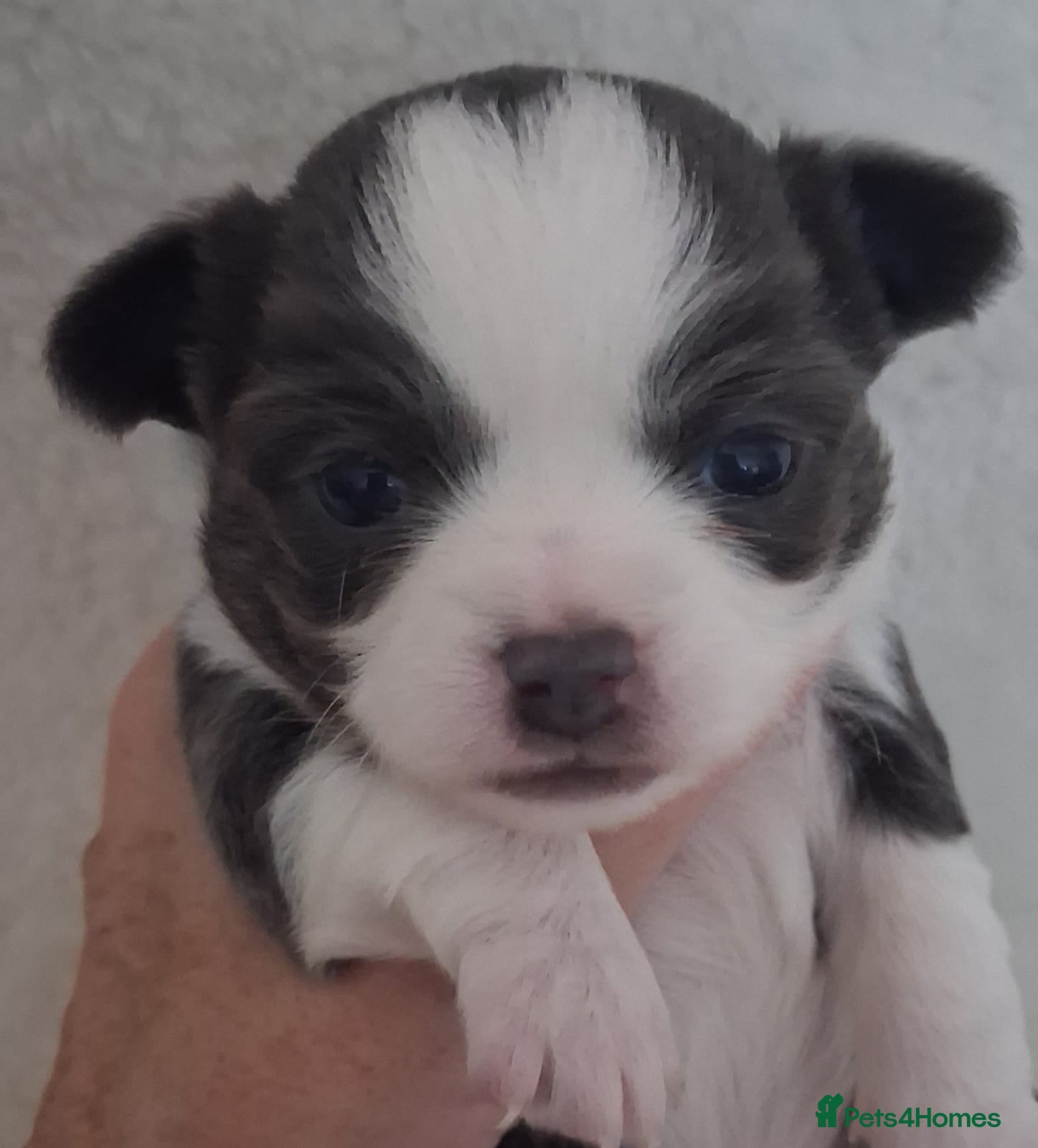 Chihuahua dogs Excellent pedigree long haired chihuahuas  - Advert 12