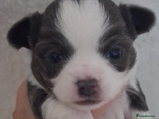 Chihuahua dogs Excellent pedigree long haired chihuahuas - Advert 2