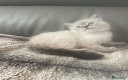Ragdoll cats for sale: Last boy girl Hcm pkd so loving  playful cutie  - Image 33