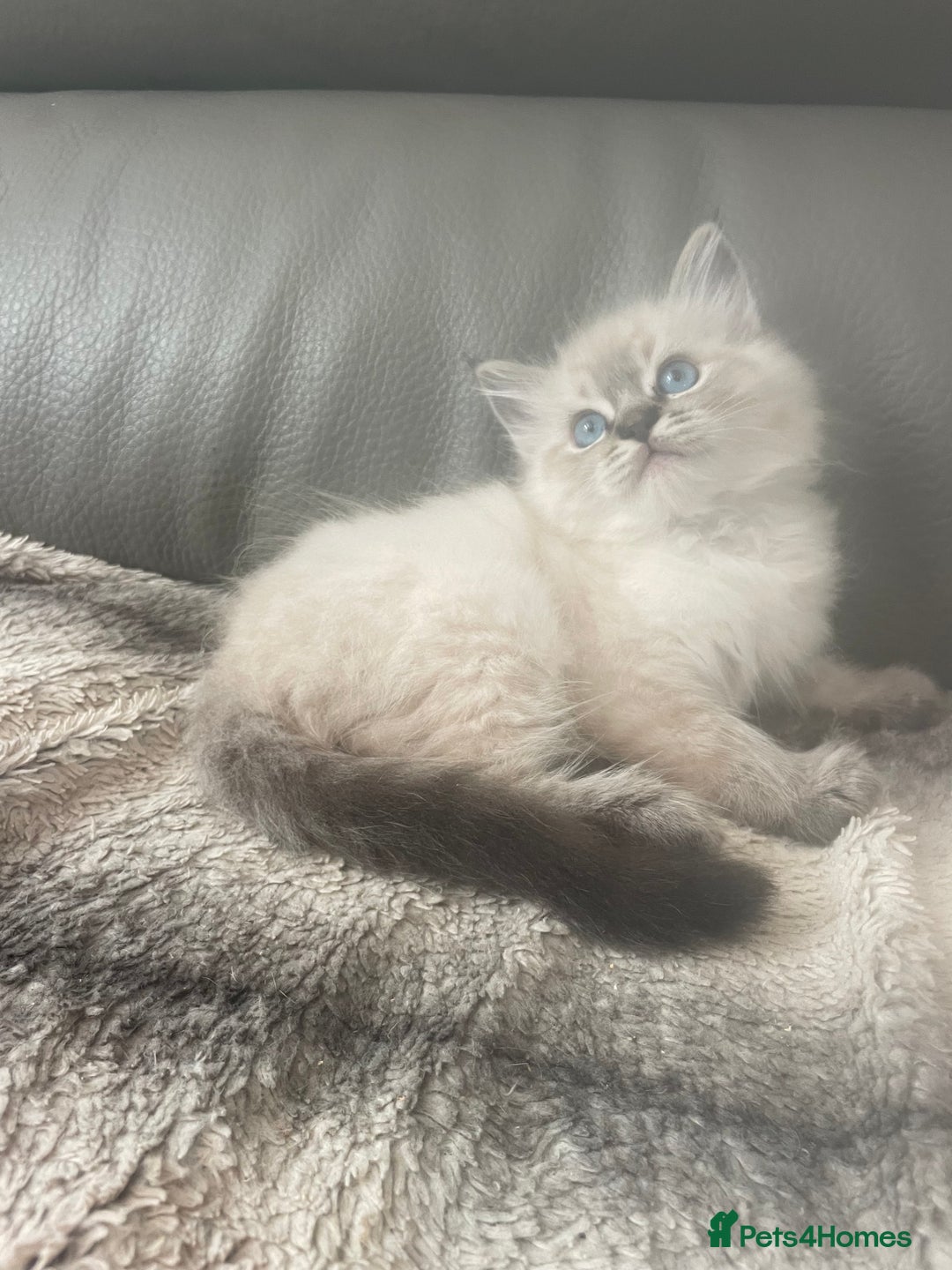 Ragdoll cats for sale: Last boy girl Hcm pkd so loving  playful cutie  - Image 33