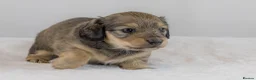 Miniature Dachshund dogs for sale: Stunning PRA clear L/H champion pup  - Advert 7