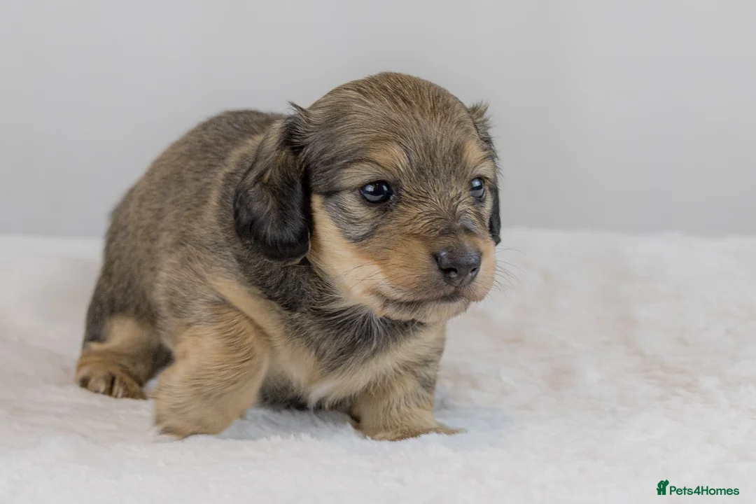 Miniature Dachshund dogs for sale: Stunning PRA clear L/H champion pup  - Advert 7