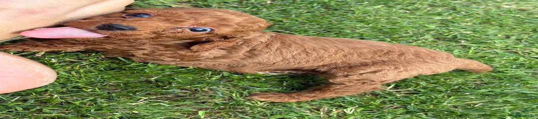 Cockapoo Puppy 2 light green 