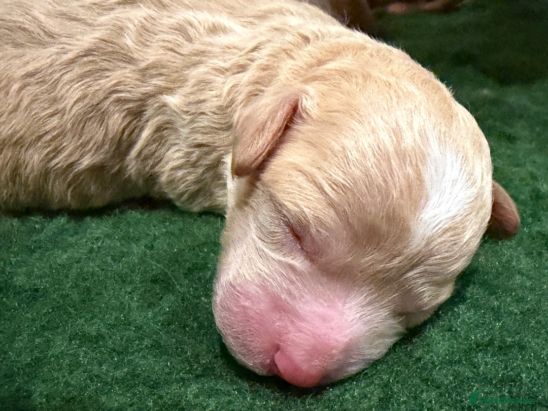 Poochon dogs for sale: Miniature Poochon puppies ready mid February - Advert 8