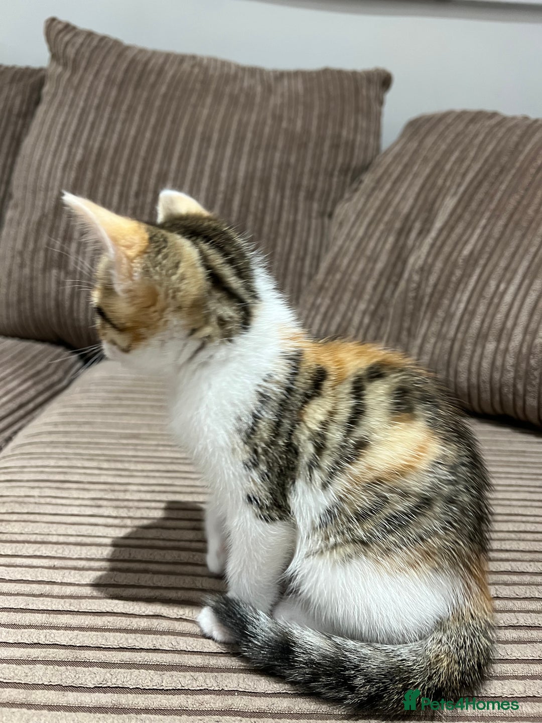 British Shorthair cats for sale: 1 female kitten left  - Image 2