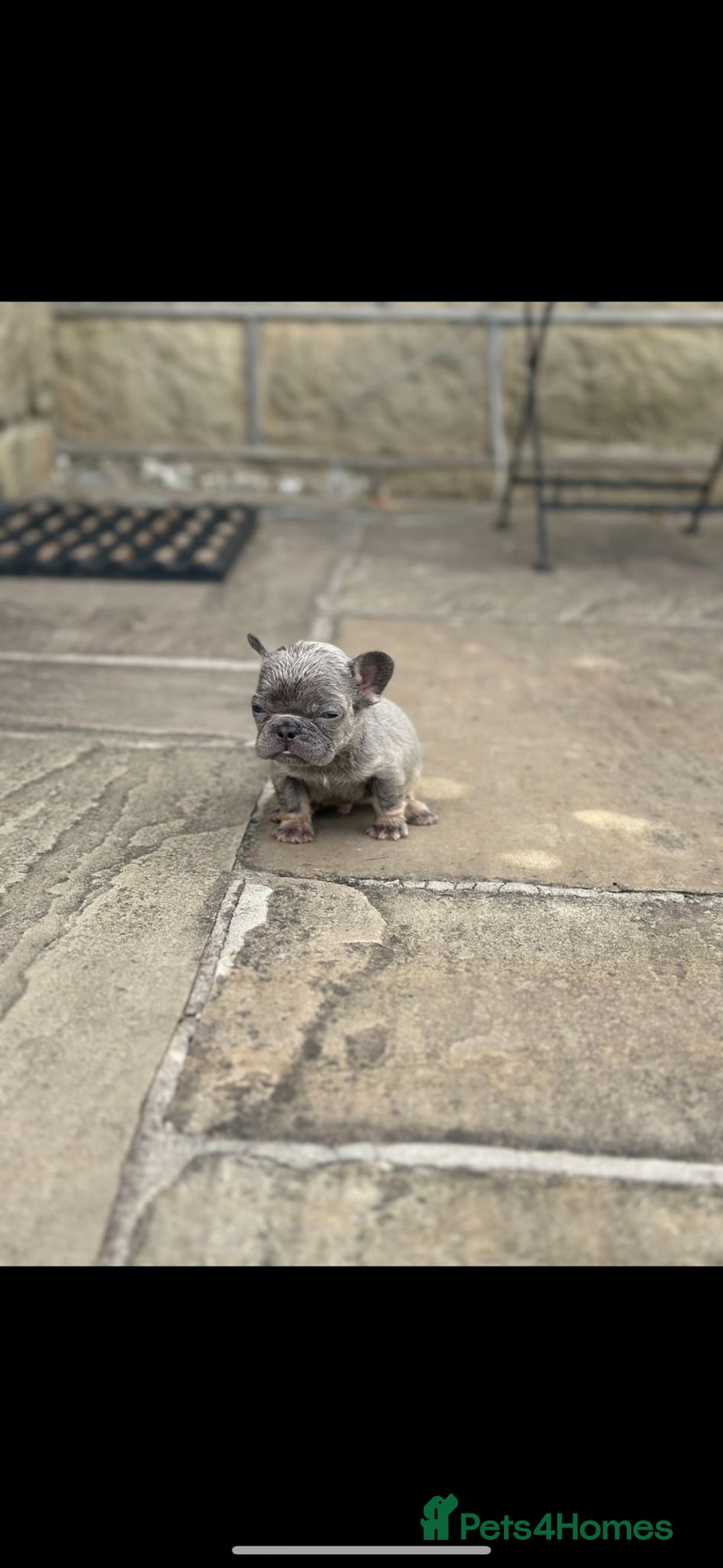 French Bulldog dogs for sale: Miniature French bulldogs carry fluffy  - Image 8