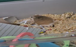 Hamster rodents for sale: Robrovski Hamster with cage - Image 2