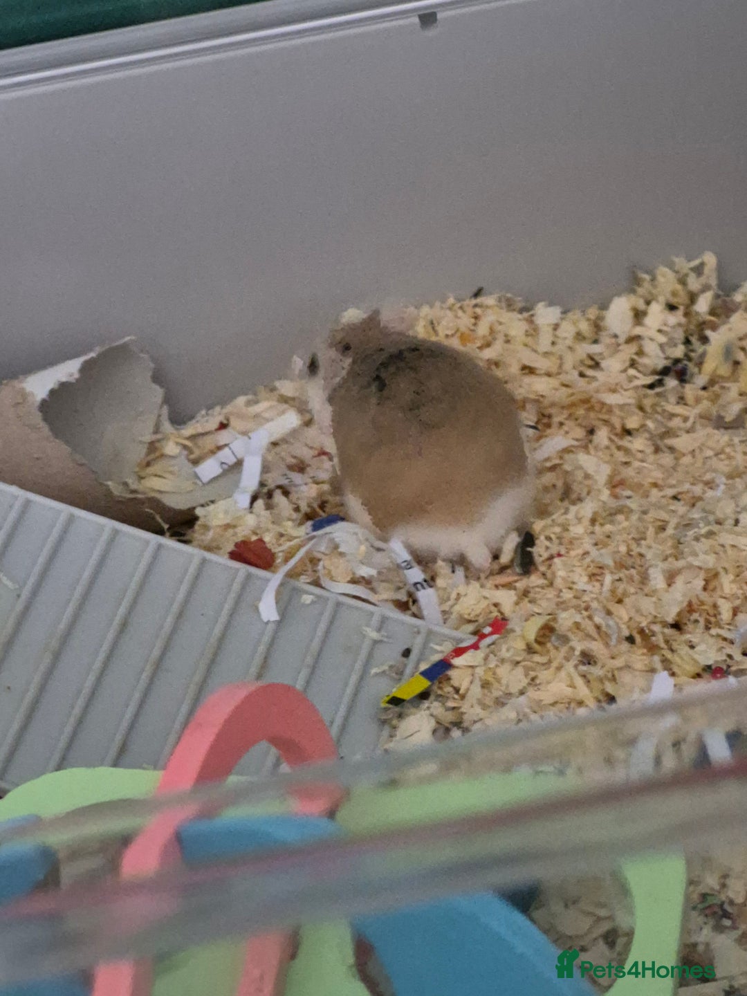 Hamster rodents for sale: Robrovski Hamster with cage - Image 2
