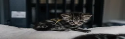 British Shorthair cats for sale: Gorgeous British shorthair tabby litter - Advert 29