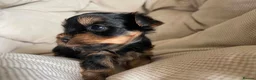 Yorkshire Terrier dogs for sale: Adorable Yorkshire Terrier Puppies 🐾❤️ - Advert 6