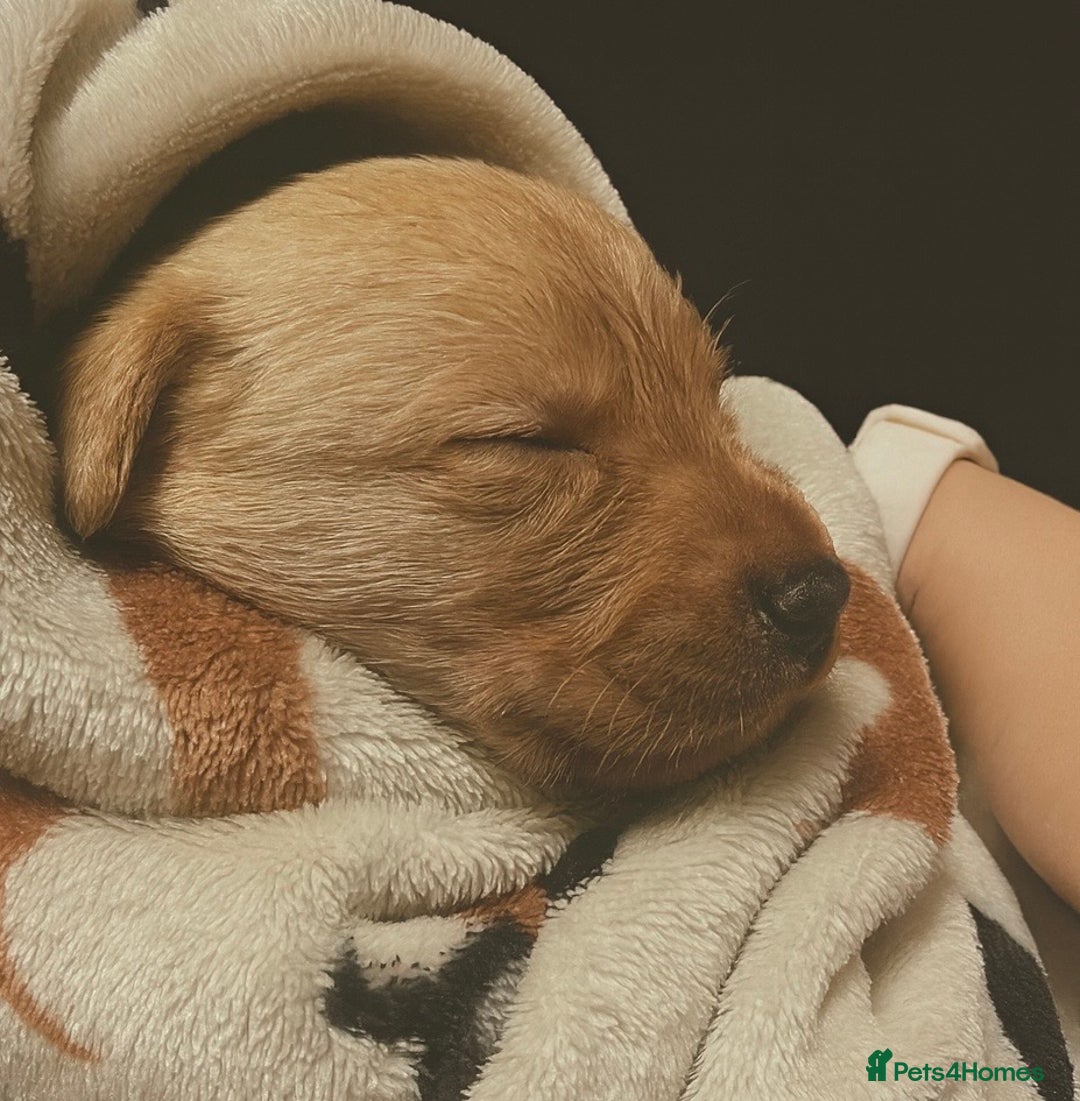 Labrador Retriever dogs for sale: 🐾 Ready 13th Oct. KC vet approved only 3 left 💕 - Image 13
