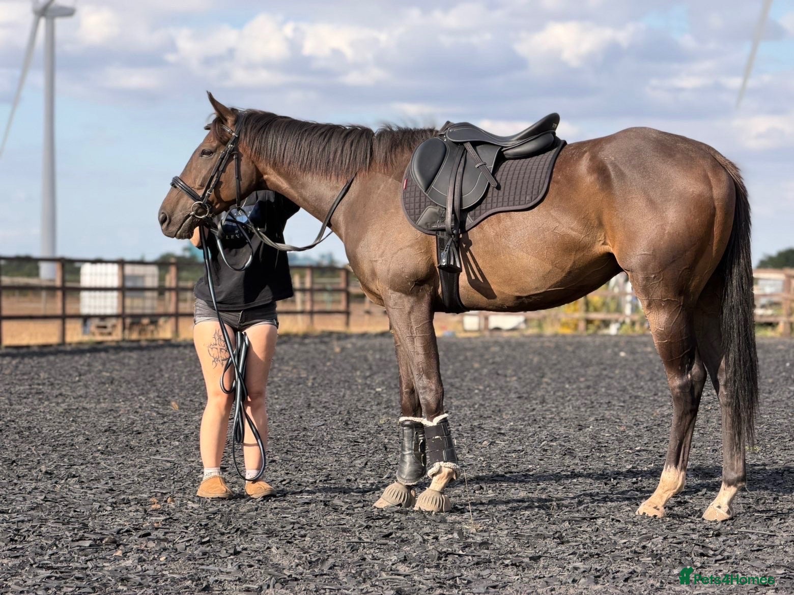 English Thoroughbred horses     Roman – Sweet TB Gelding with Huge Potential - Advert 1